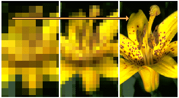 en blomma som illustrerar hur en sammanflättad bild laddas
