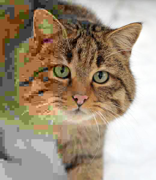 Bild på en katt som är otydlig i vänster del av bilden och ju längre till höger bilden går desto klarare blir den 