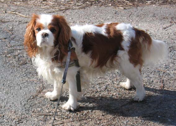 Bild p hunden Biggles