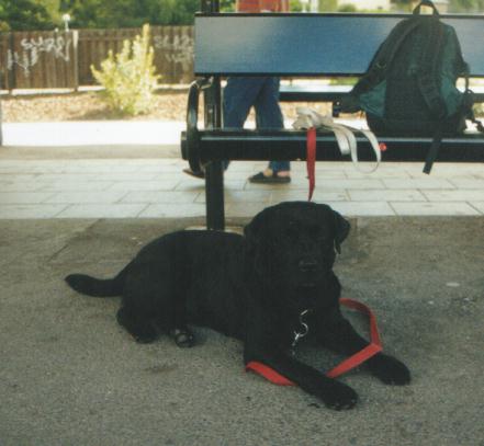 Bild p hunden Kasino